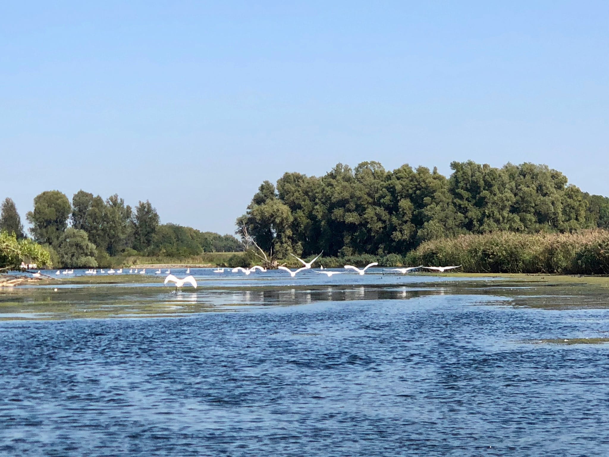 Steiger Biesbosch: varen door het nationale park richting de Aakvlaai